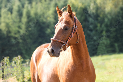 Ein braunes Appaloosa Pferd steht auf der Koppel