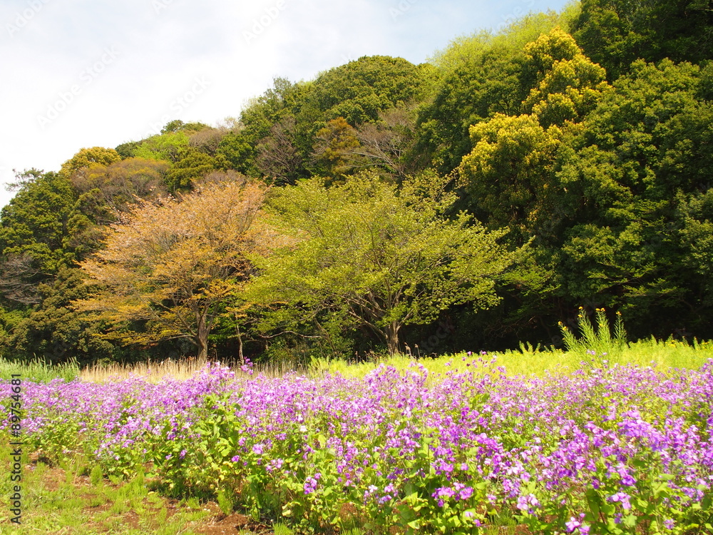 Fototapeta premium ムラサキハナナ咲く林風景