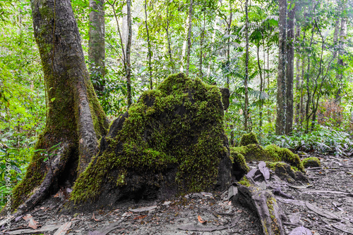 Moss on stone in deep  rainforest.