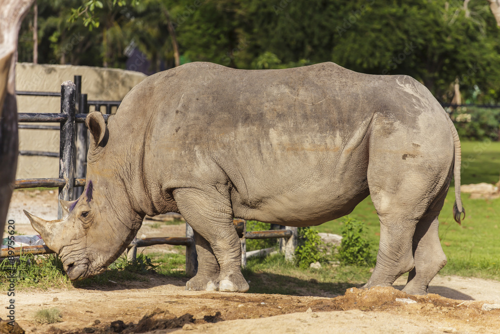 Rhino Rhino