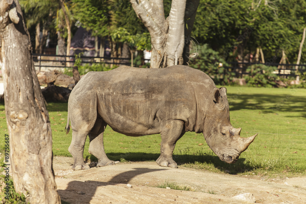 Fototapeta premium Rhino