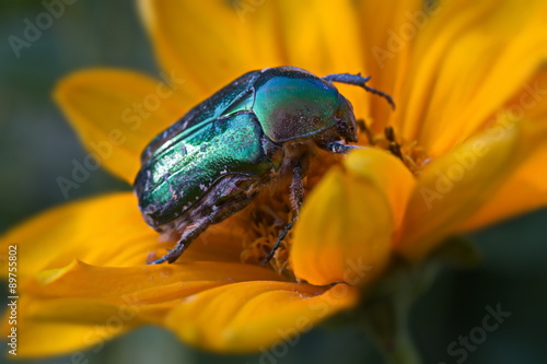green beetle firefly