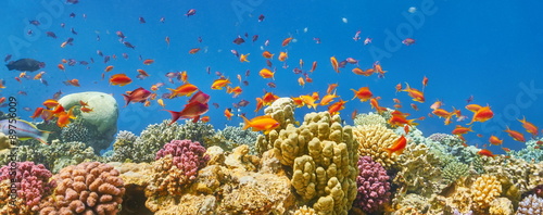 panoramiczny-widok-na-rafe-koralowa-w-morzu-czerwonym