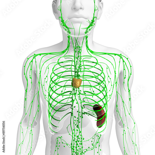 Lymphatic system of male body