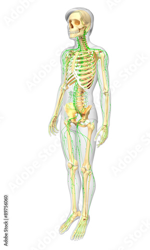 Lymphatic system of Male skeleton artwork