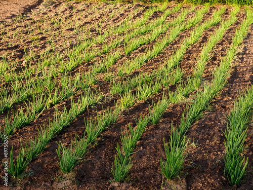 Onion Shoots in Spring photo