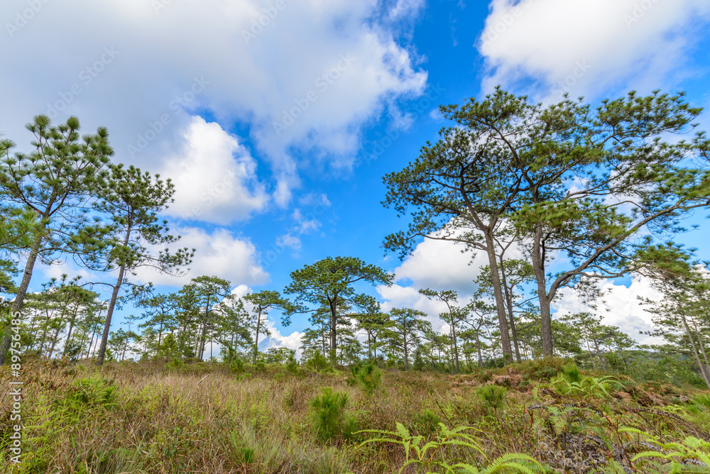 Pine forest with blue sky in sunny day.