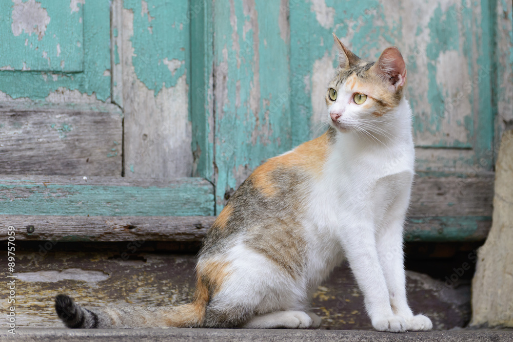 Cat looking for something near grunge wooden background. Cat looking for something near grunge wooden background.