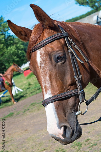 head racehorse