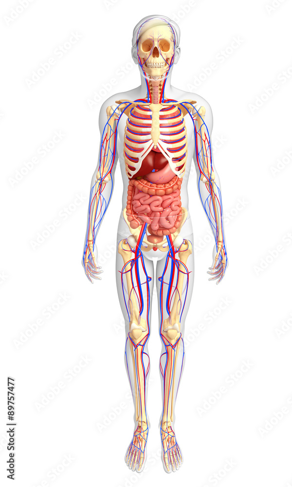 Male skeletal, digestive and circulatory system Male skeletal, digestive and circulatory system