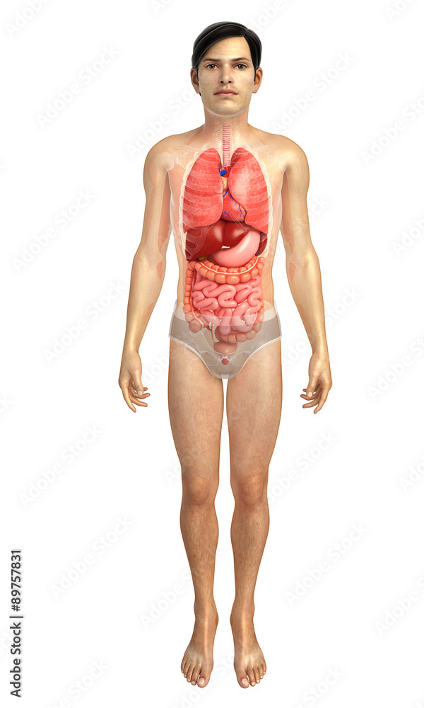 digestive system artwork digestive system artwork