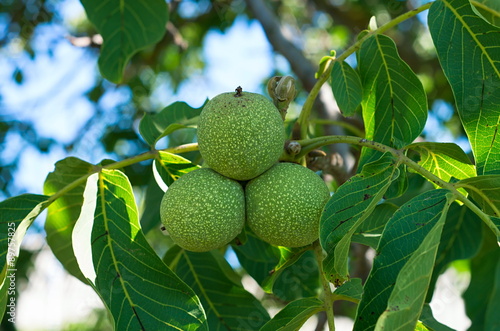 green fruits walnut