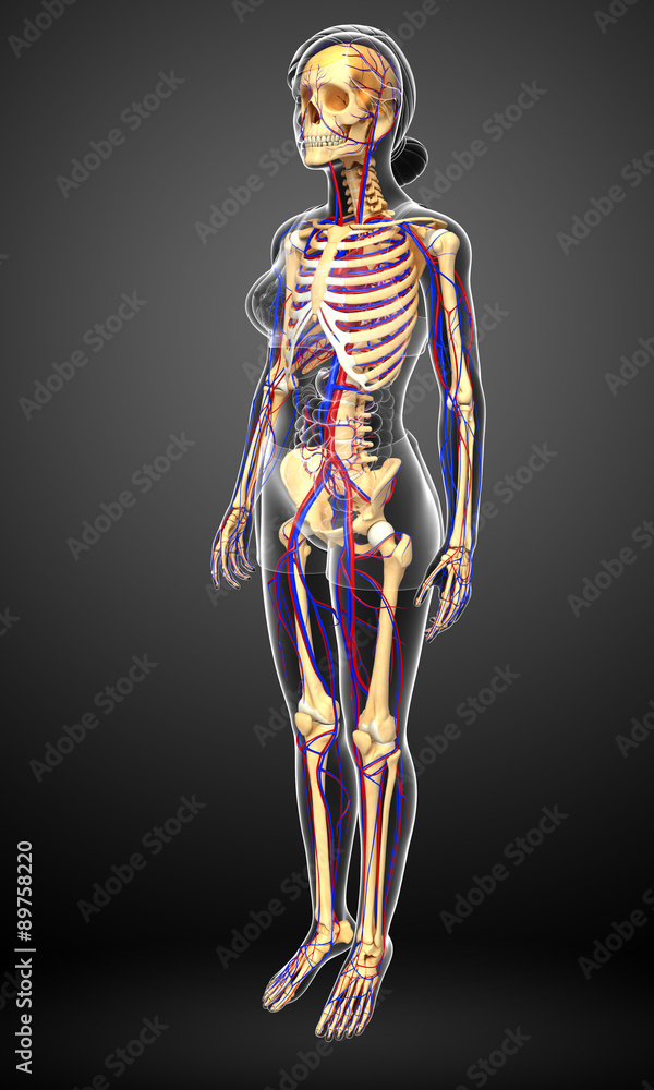 female skeletal circulatory system female skeletal circulatory system