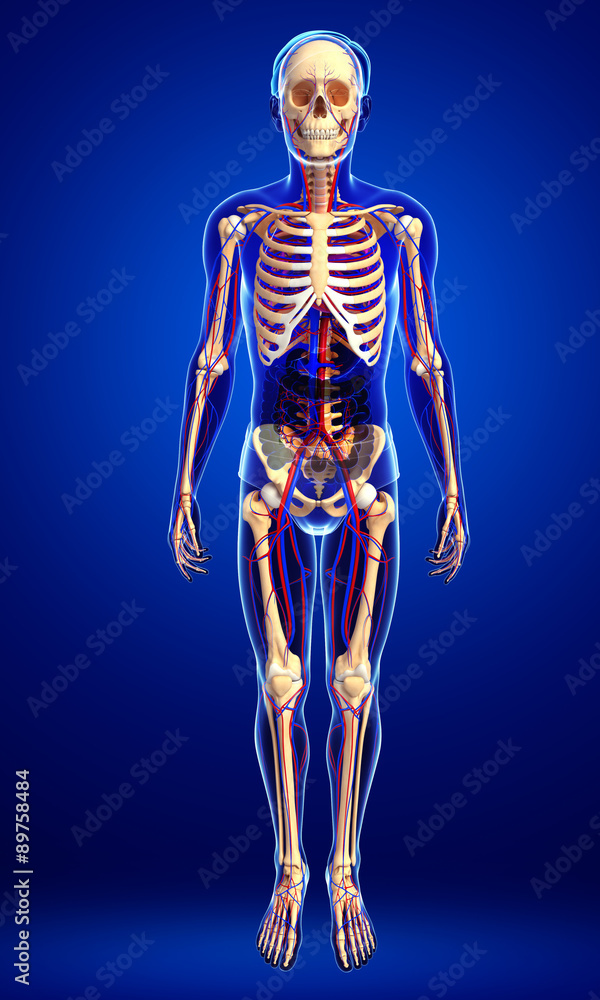 male skeletal circulatory system