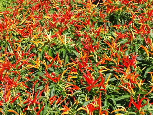 Flower bed full of chilli pepper plants.