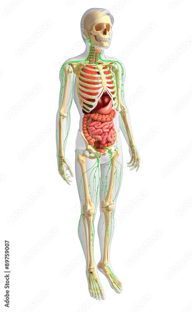 Lymphatic, skeletal and digestive system of Male body artwork Lymphatic, skeletal and digestive system of Male body artwork