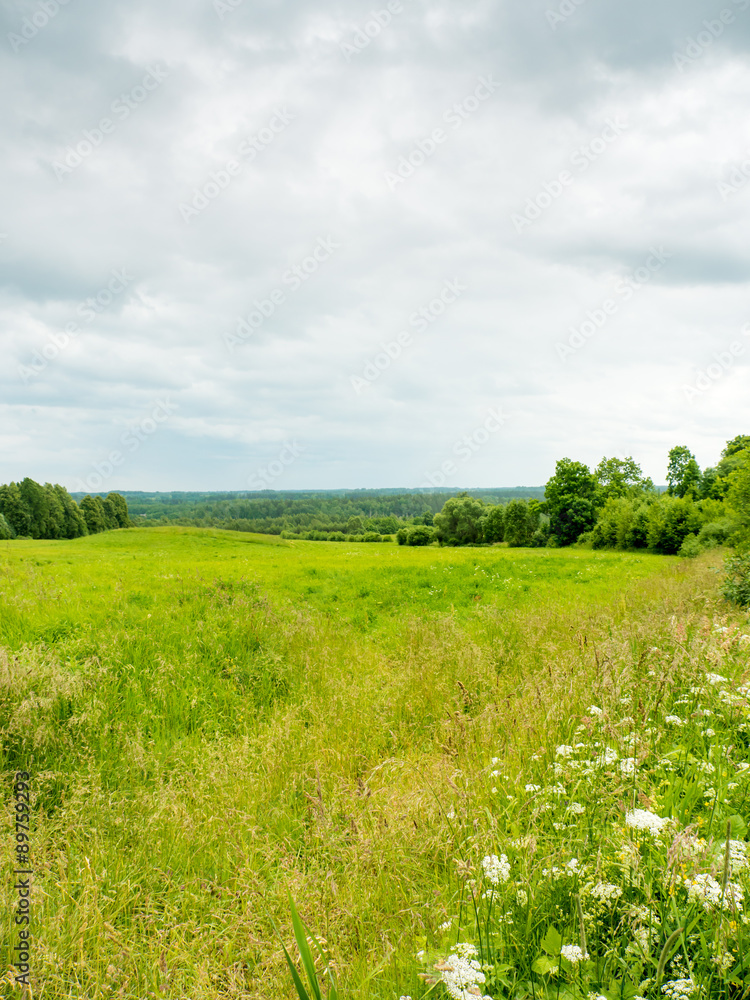Obraz premium field of grass and perfect sky at summer