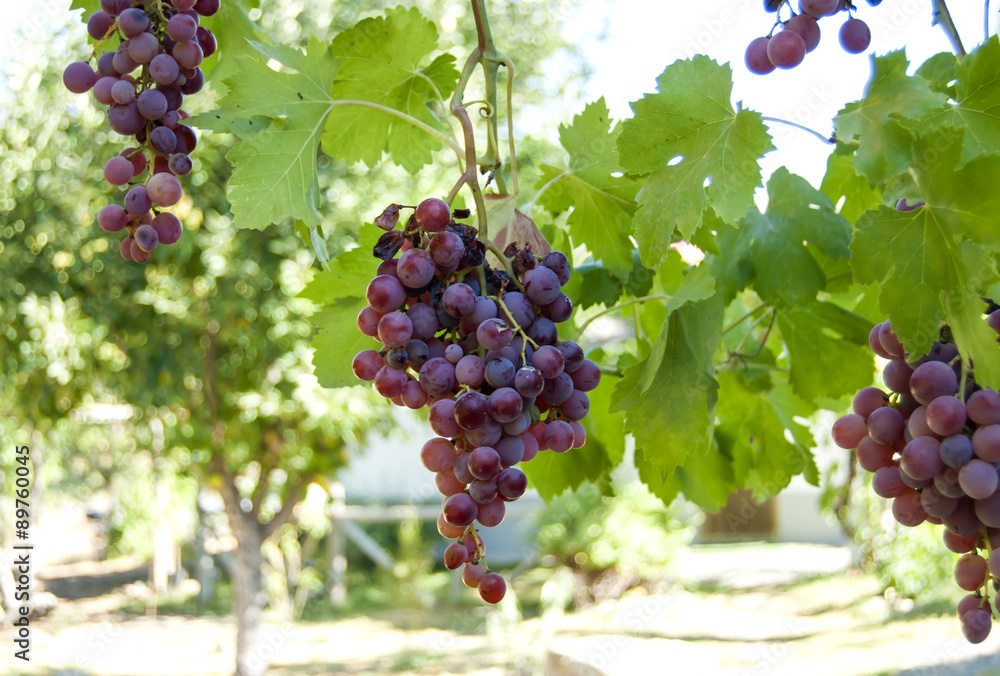Vine with bunches of grapes a sunny summer day