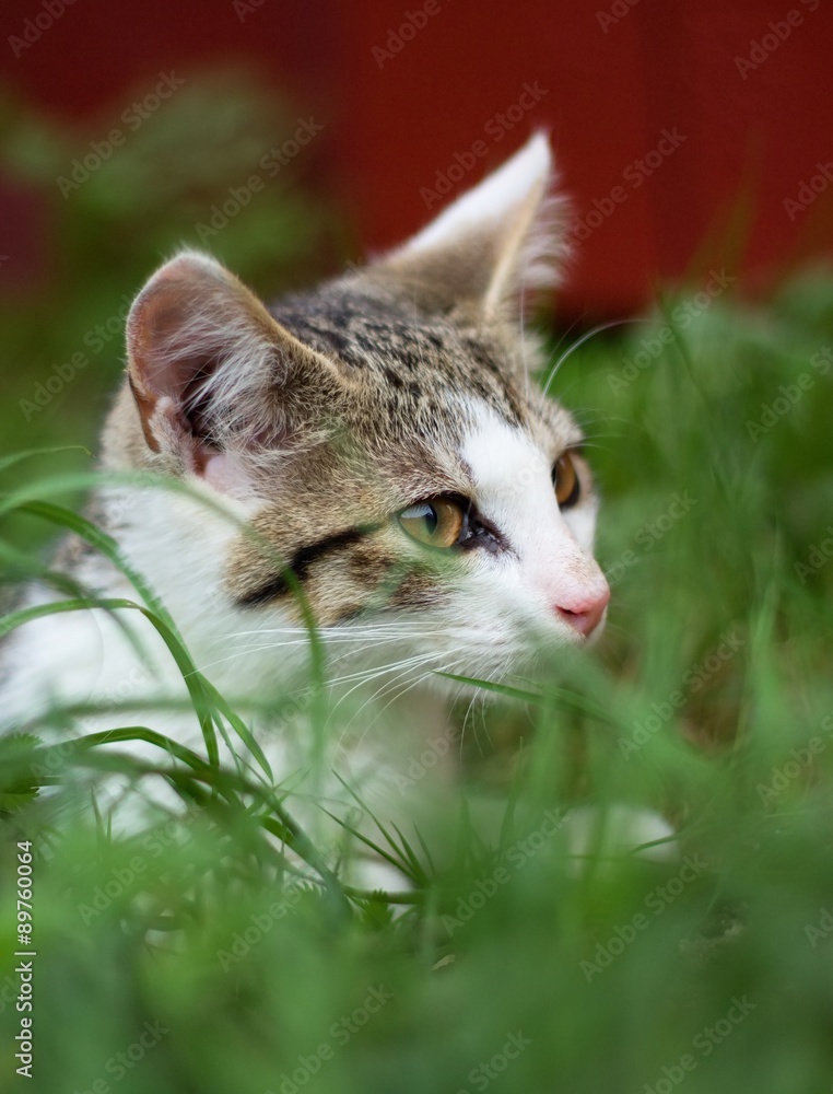 Young kitten in a grass