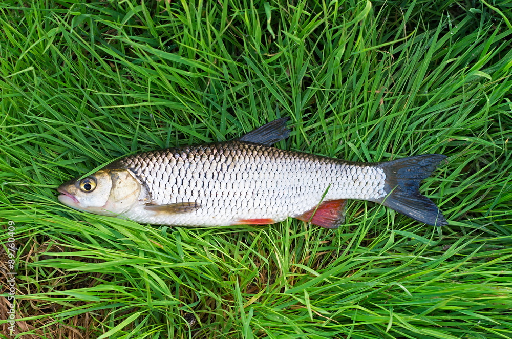 chub fish in the grass chub fish in the grass