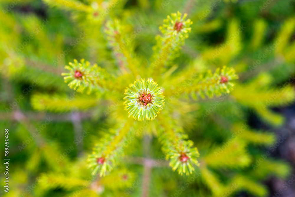 green fir tree close up in summer green fir tree close up in summer