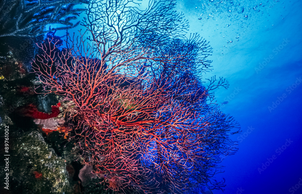 Naklejka premium Underwater coral reef