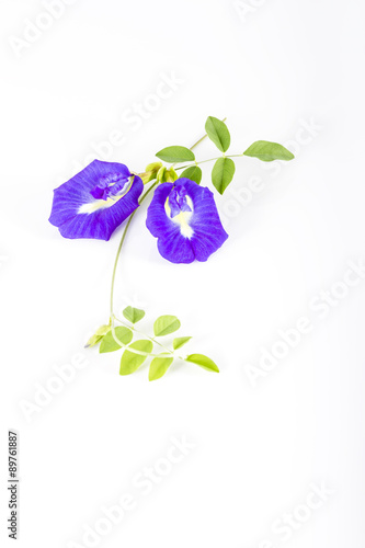 Butterfly Pea  on white background