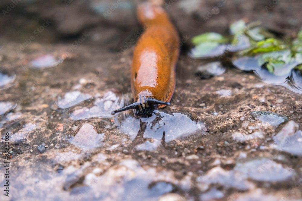 Nacktschnecke Stock Photo | Adobe Stock