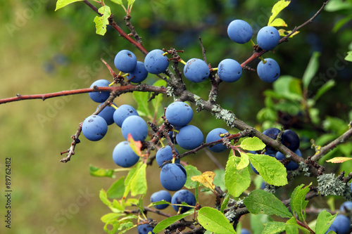 Obraz na płótnie Schlehe - Prunus spinosa