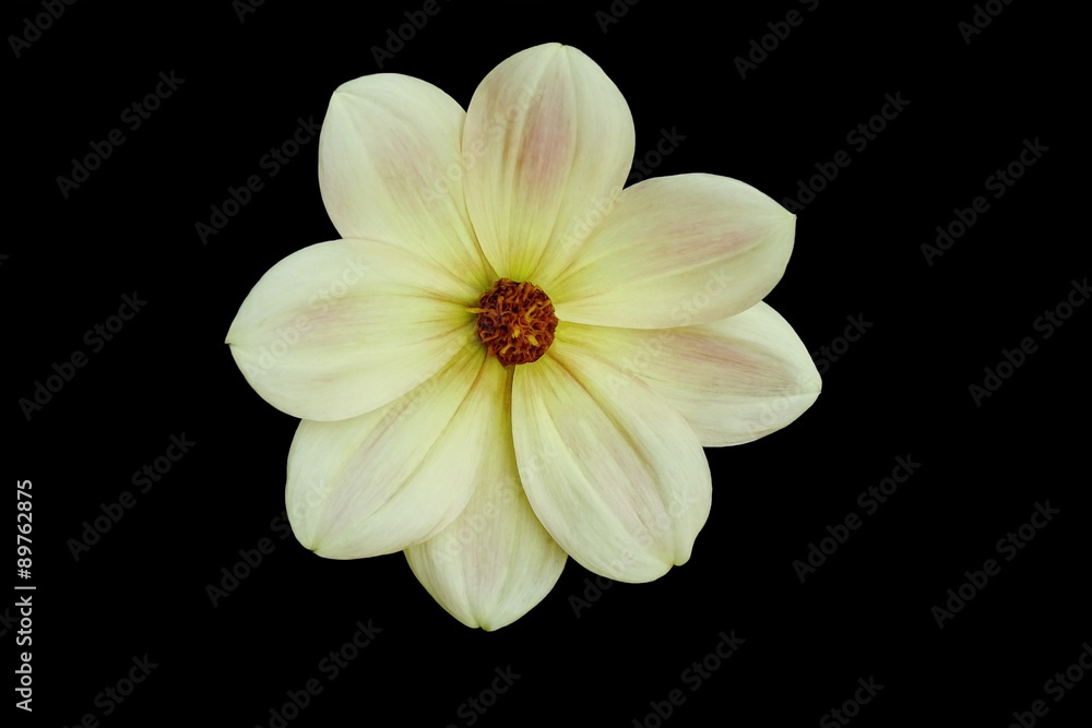 Fototapeta premium Flower, black background isolated. Macro. White, yellow, pink, lilac, purple, green, blue, cyan, aquamarine, red.