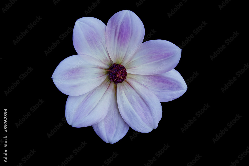 Fototapeta premium Kwiat, czarne tło na białym tle. Makro. Biały, żółty, różowy, liliowy, fioletowy, zielony, niebieski, cyjan, akwamaryn, czerwony.