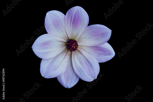 Flower, black background isolated. Macro. White, yellow, pink, lilac, purple, green, blue, cyan, aquamarine, red. 