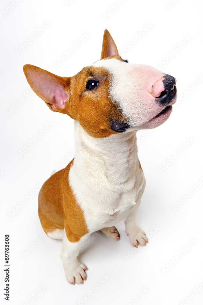Sitting dog - funny cute breed bull terrier on white background, portrait 