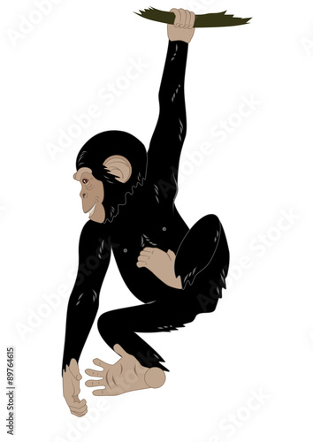 funny monkey hanging on the vine