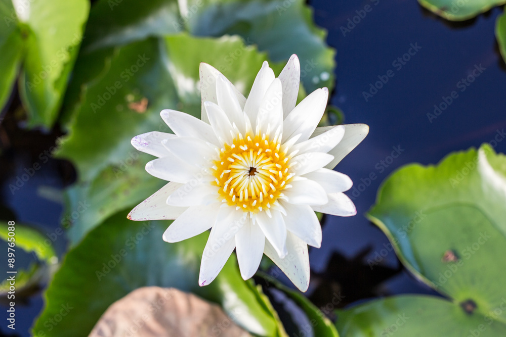 Water lily or Lotus flower with pond background Water lily or Lotus flower with pond background
