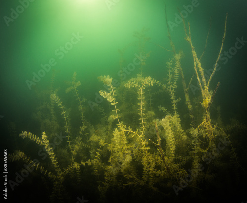 Wallpaper Mural At the bottom of the river Torontodigital.ca