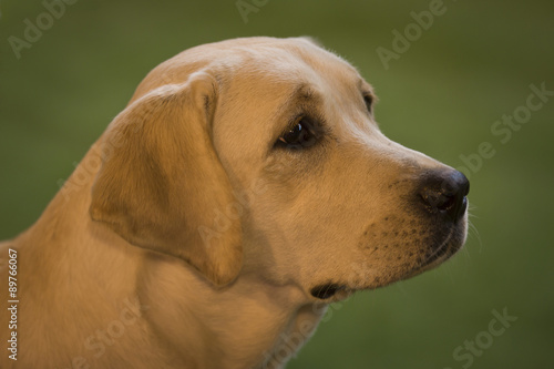 Portrait of Labrador Retriever