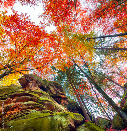 Upward view of colorful autumn trees in forest