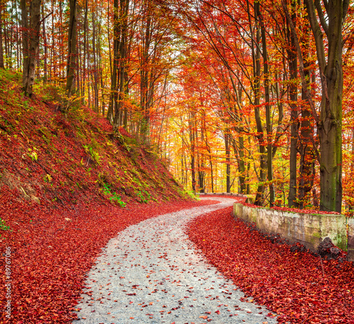 Country road among the autumn forest