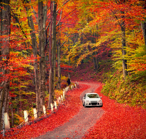 Country road in the autumn forest.