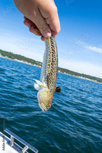 Angler holding poisonous Greater weever photo