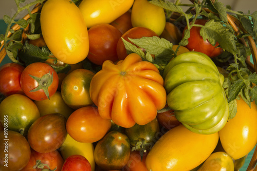 Bright colorful tomatoes close-up lying in a basket after harvest