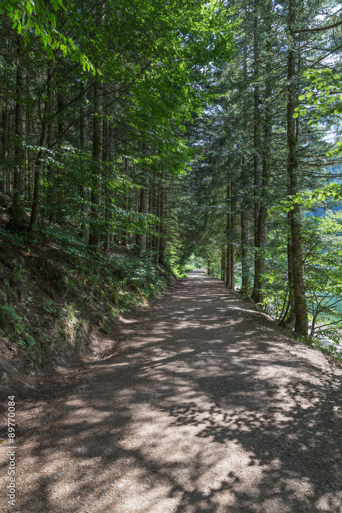 chemin de forêt chemin de forêt
