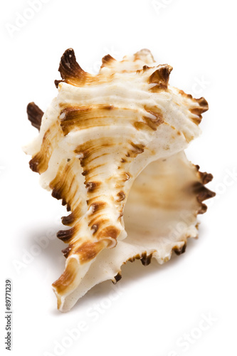 Exotic shell, isolated on a white background