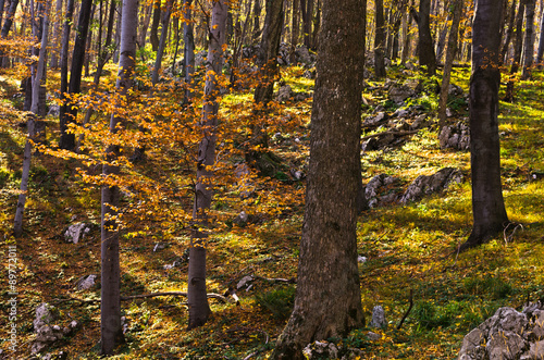 Inside forests of Djerdap national park on a fall sunny day