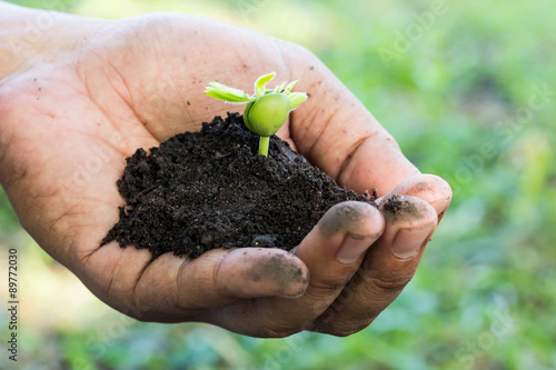 hands holding a small plant