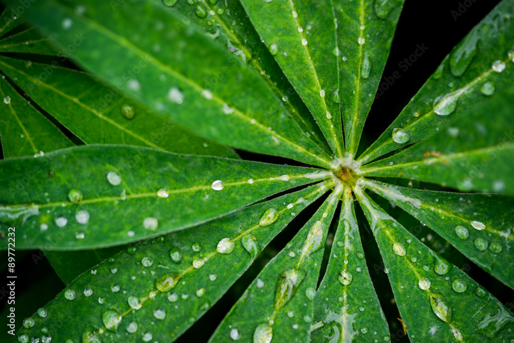 Closeup of lupine leafs and water drops. Latin name: Lupinus wolfish Closeup of lupine leafs and water drops. Latin name: Lupinus wolfish