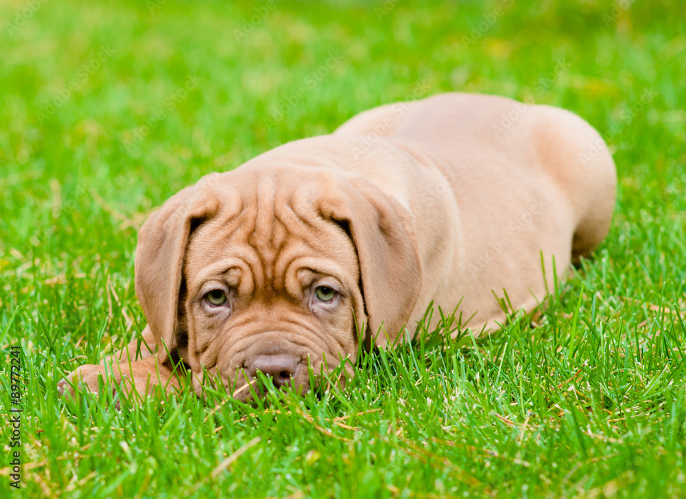 Sad bordeaux puppy dog lying on green grass Sad bordeaux puppy dog lying on green grass