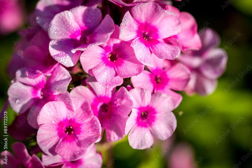 Small purple phlox flowers with water drops after rain Small purple phlox flowers with water drops after rain