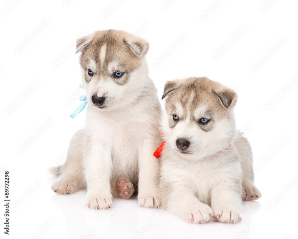 Two Siberian Husky puppies looking away. isolated on white backg